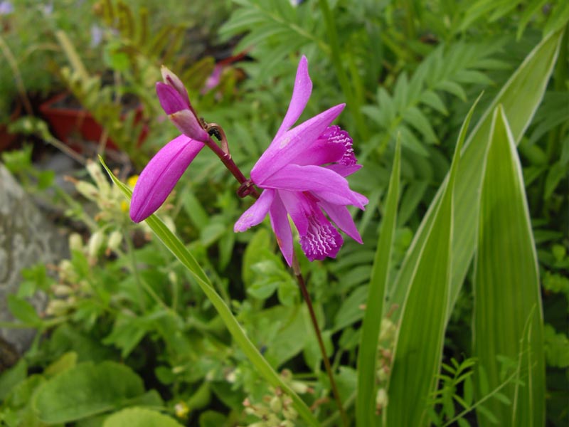 Bletilla striata